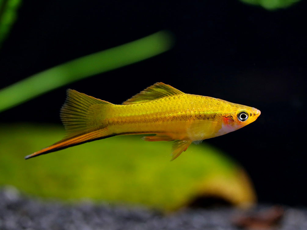 Premium Assorted Swordtails (Xiphophorus hellerii) - Tank Bred