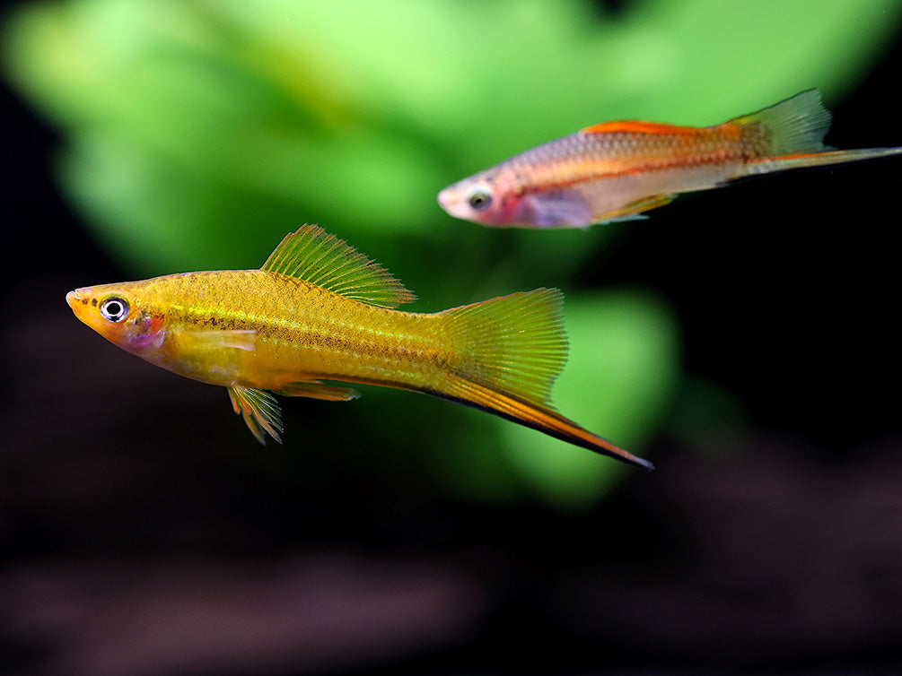Premium Assorted Swordtails (Xiphophorus hellerii) - Tank Bred