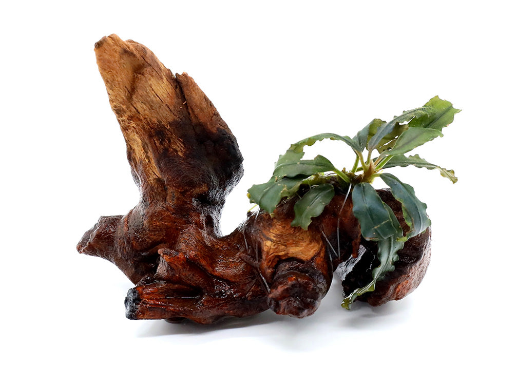 Assorted Bucephalandra (Bucephalandra sp.) on 2” Driftwood