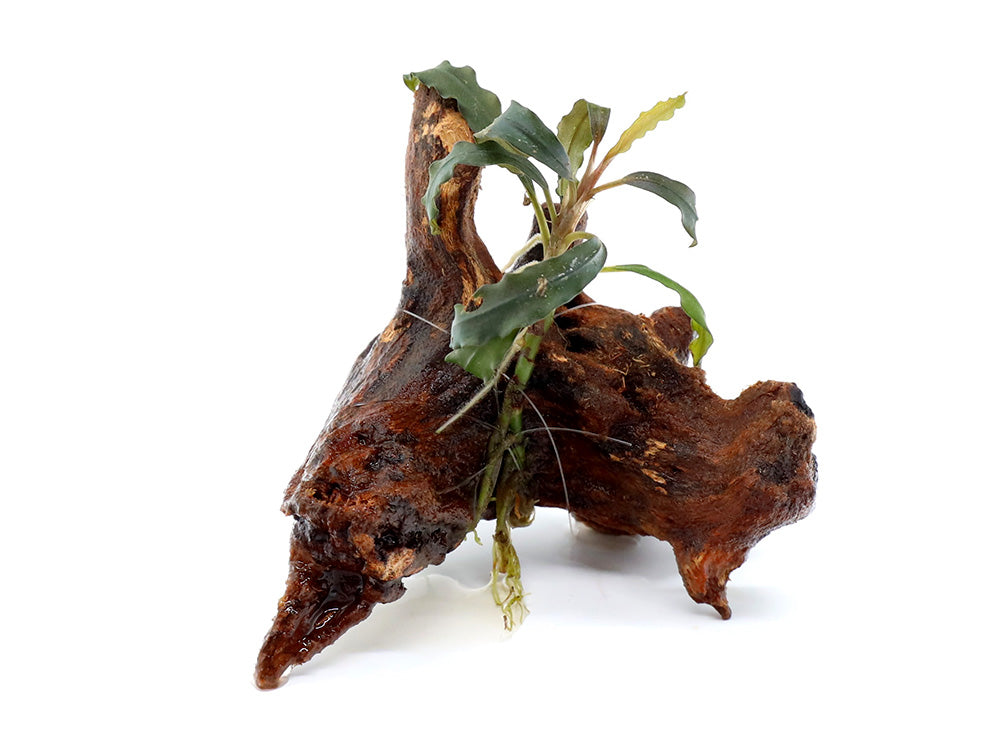 Assorted Bucephalandra (Bucephalandra sp.) on 2” Driftwood