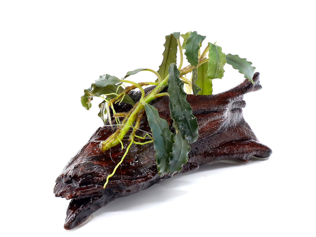 Assorted Bucephalandra (Bucephalandra sp.) on 2” Driftwood