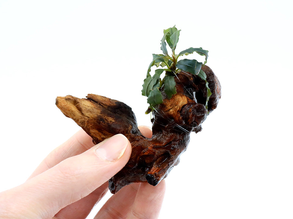 Assorted Bucephalandra (Bucephalandra sp.) on 2” Driftwood