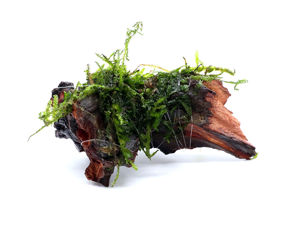 Assorted Moss on Cholla Wood- Aquatic Arts