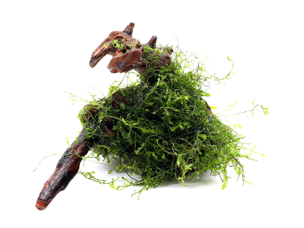 Assorted Moss on 2 inch Driftwood, Aquatic Arts Grown