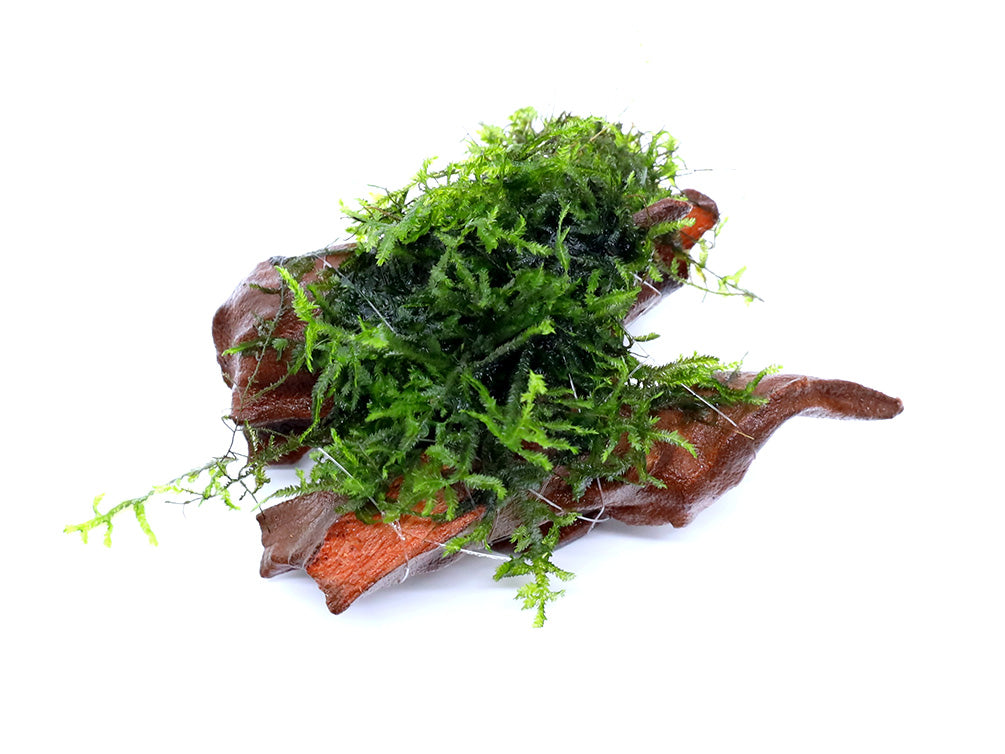 Assorted Moss on 2 inch Driftwood, Aquatic Arts Grown