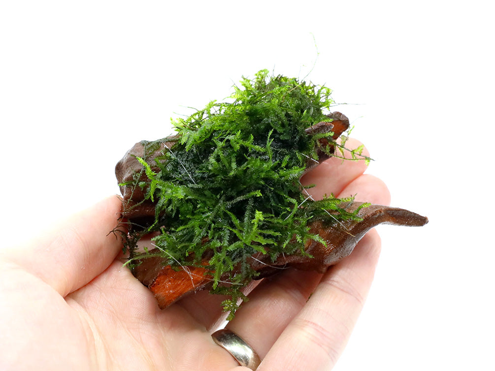 Assorted Moss on 2 inch Driftwood, Aquatic Arts Grown