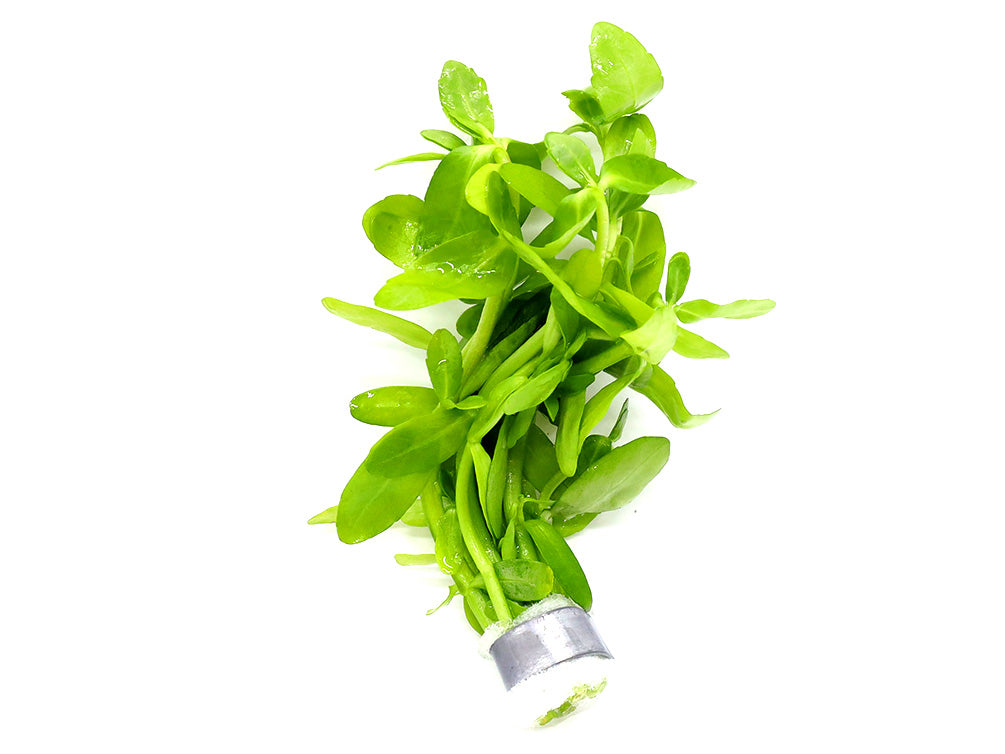 Giant Bacopa (Bacopa madagascariensis) - Bunch