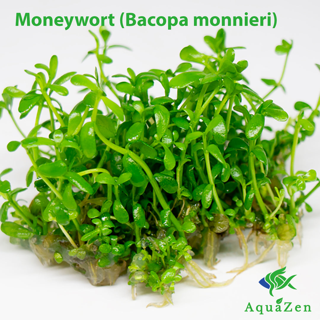 Moneywort (Bacopa monnieri) Tissue Culture