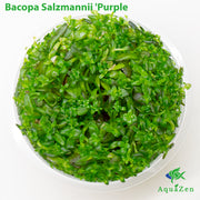 Bacopa Salzmannii 'Purple' var SG  (Bacopa Salzmannii 'Purple') Tissue Culture