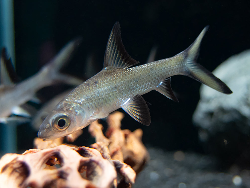 Bala Shark (Balantiocheilos melanopterus) Tank Bred