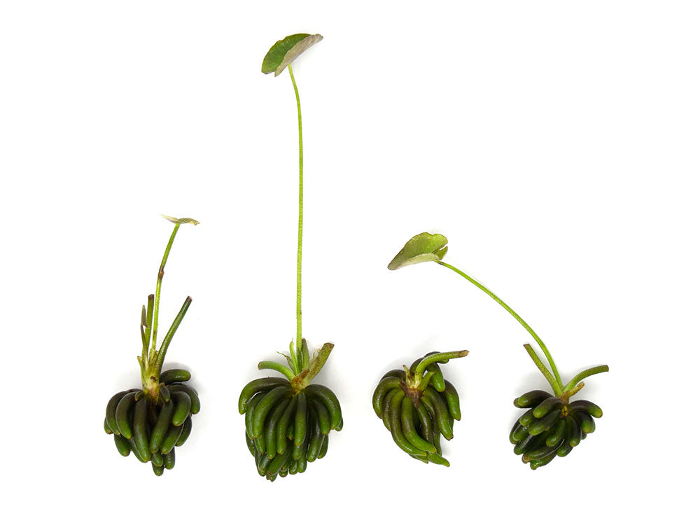 Aquatic Arts BOGO Deals