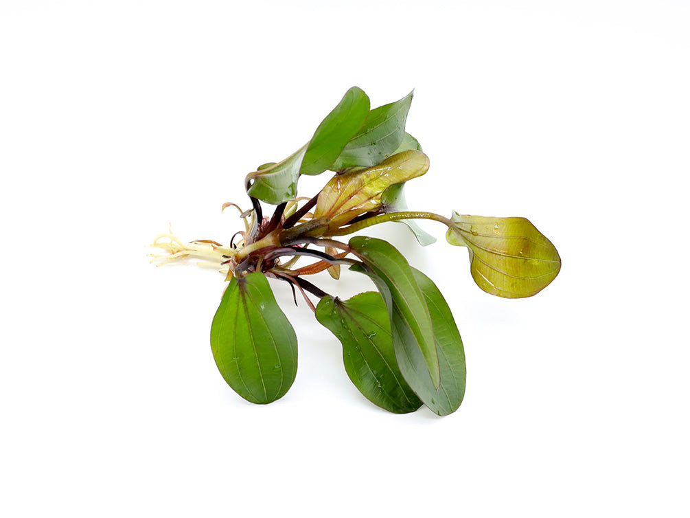 Assorted Sword Plants (Echinodorus sp.) – Bunched or Potted