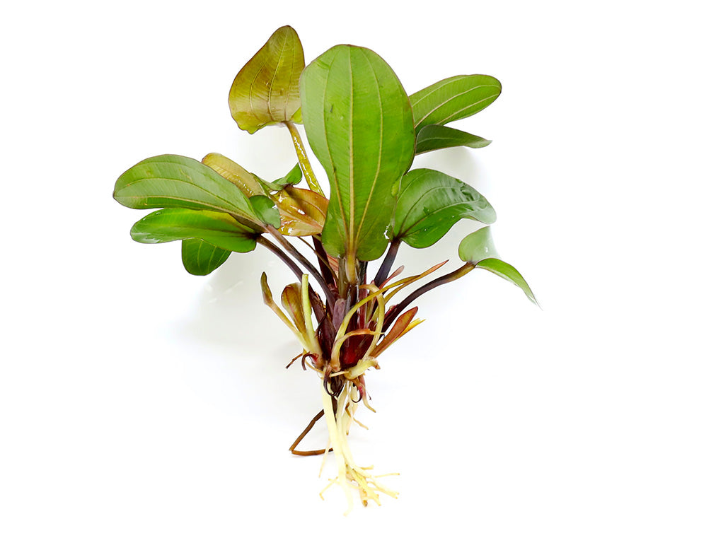 Big Bear Sword Plant (Echinodorus ‘Big Bear’)
