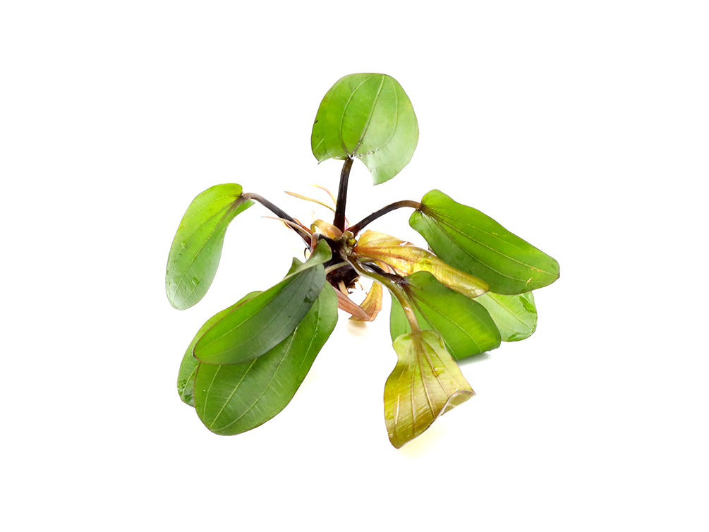 Big Bear Sword Plant (Echinodorus ‘Big Bear’)