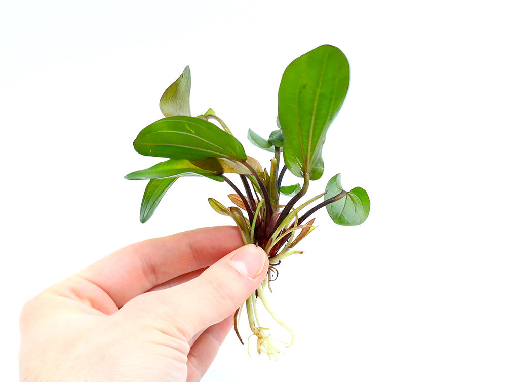 Big Bear Sword Plant (Echinodorus ‘Big Bear’)