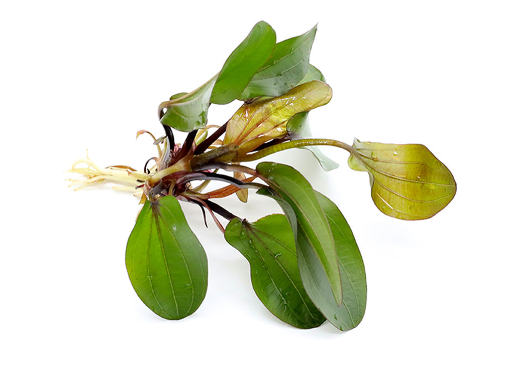 Big Bear Sword Plant (Echinodorus ‘Big Bear’)