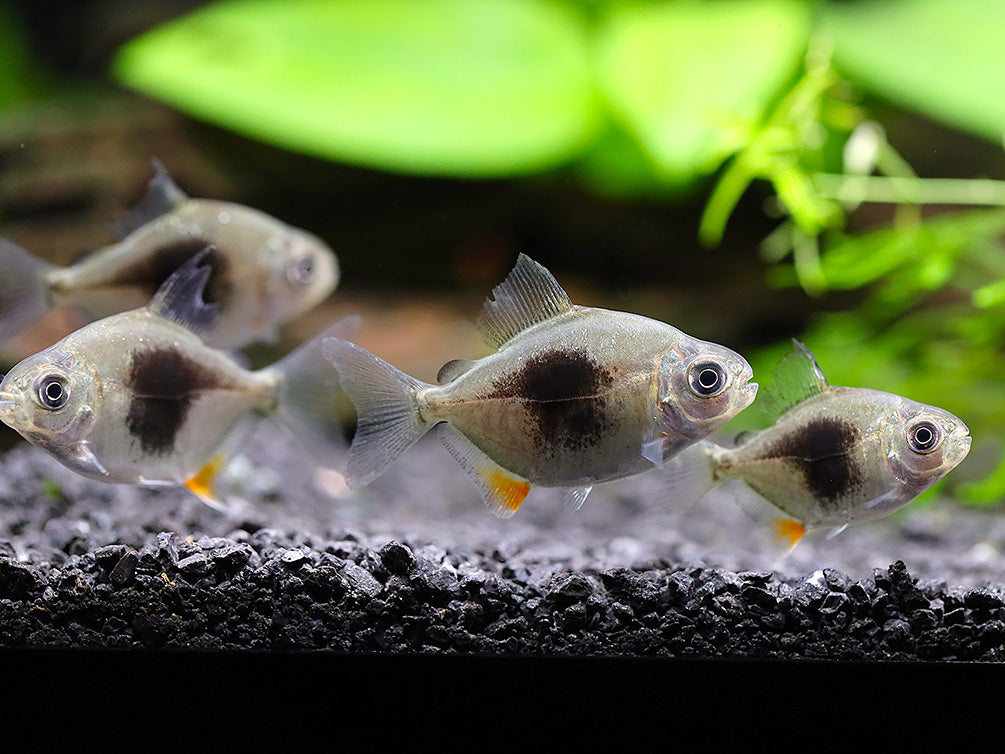 Black Berry Silver Dollar (Metynnis sp.) – Tank-Bred