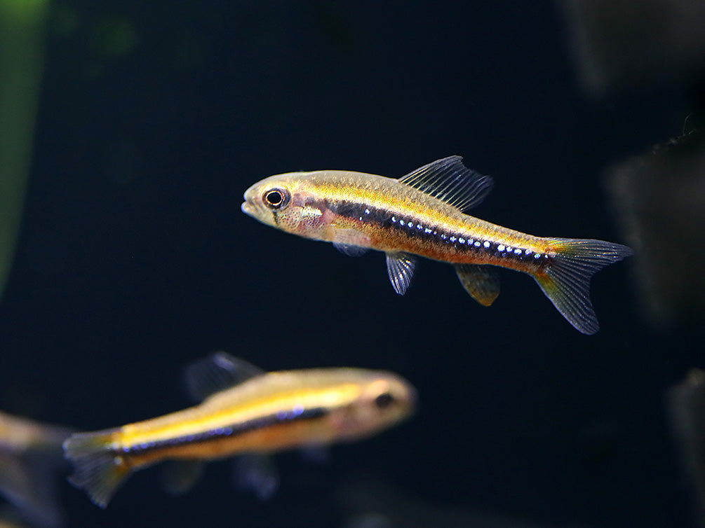 Black Darter Tetra (Poecilocharax weitzmani)