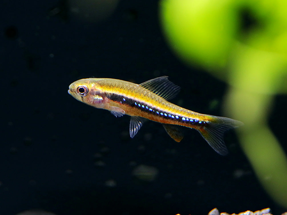 Black Darter Tetra (Poecilocharax weitzmani)