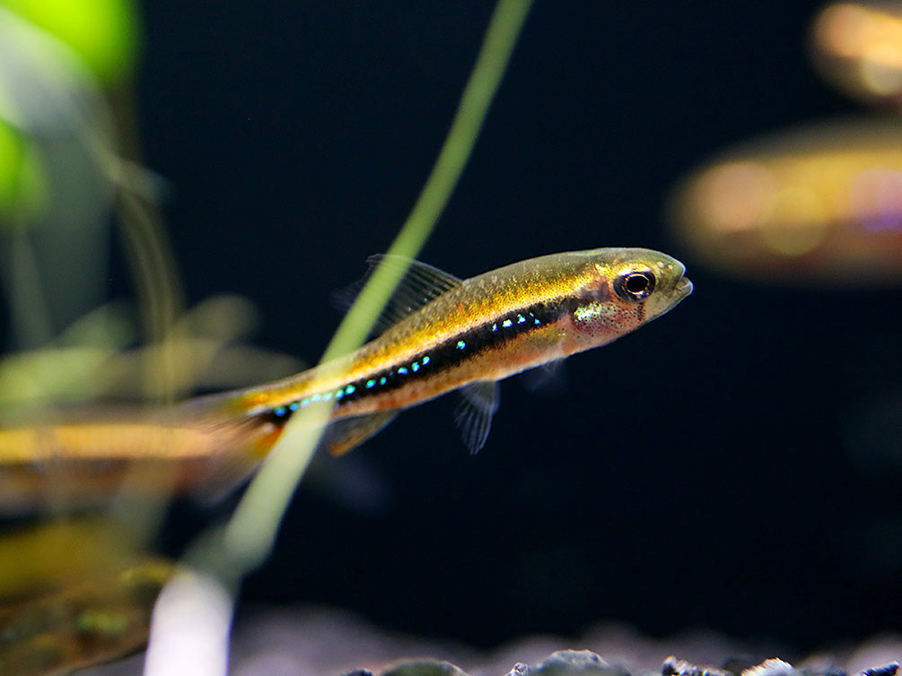 Black Darter Tetra (Poecilocharax weitzmani)
