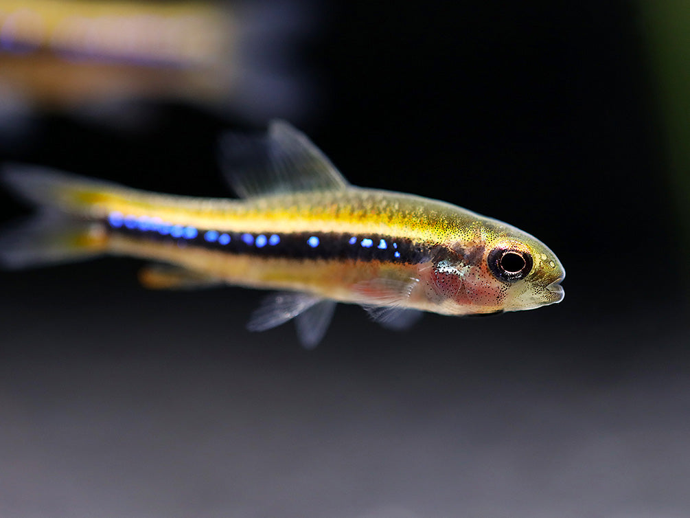 Black Darter Tetra (Poecilocharax weitzmani)
