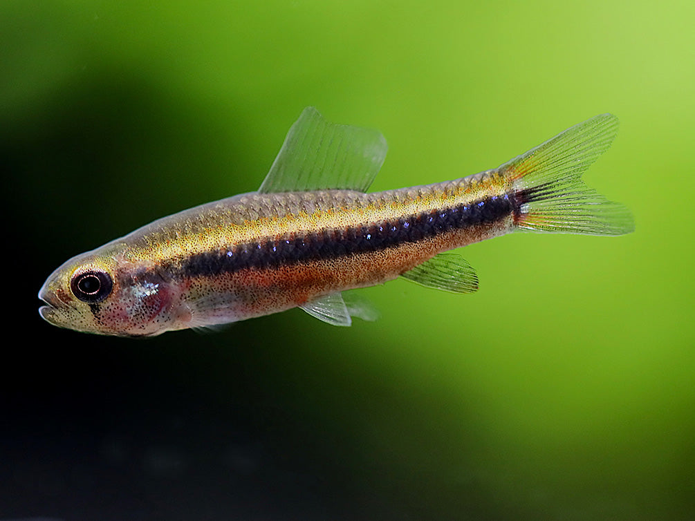 Black Darter Tetra (Poecilocharax weitzmani)