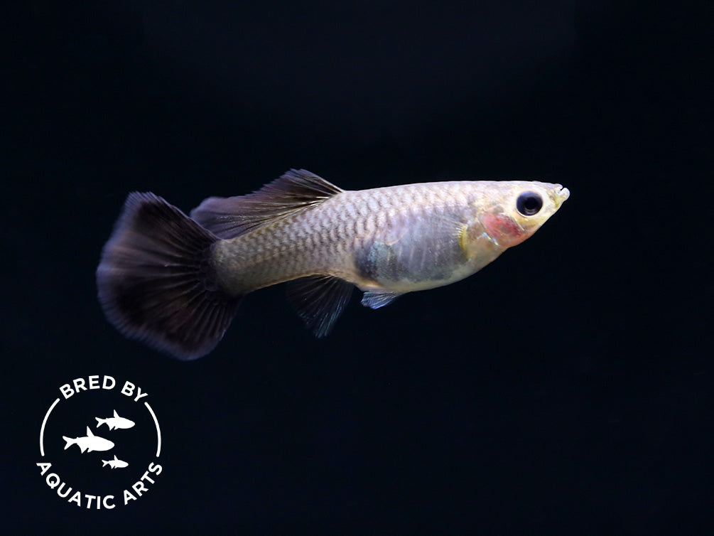 Black Metal Snakeskin Guppy (Poecilia reticulata), Bred by Aquatic Arts