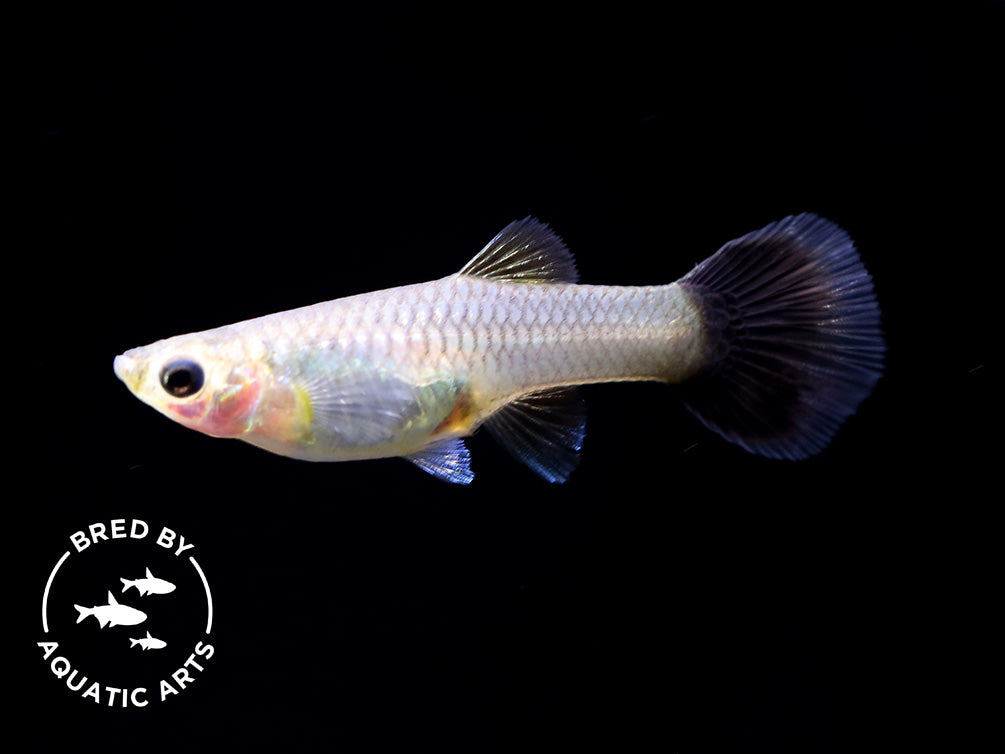 Black Metal Snakeskin Guppy (Poecilia reticulata), Bred by Aquatic Arts
