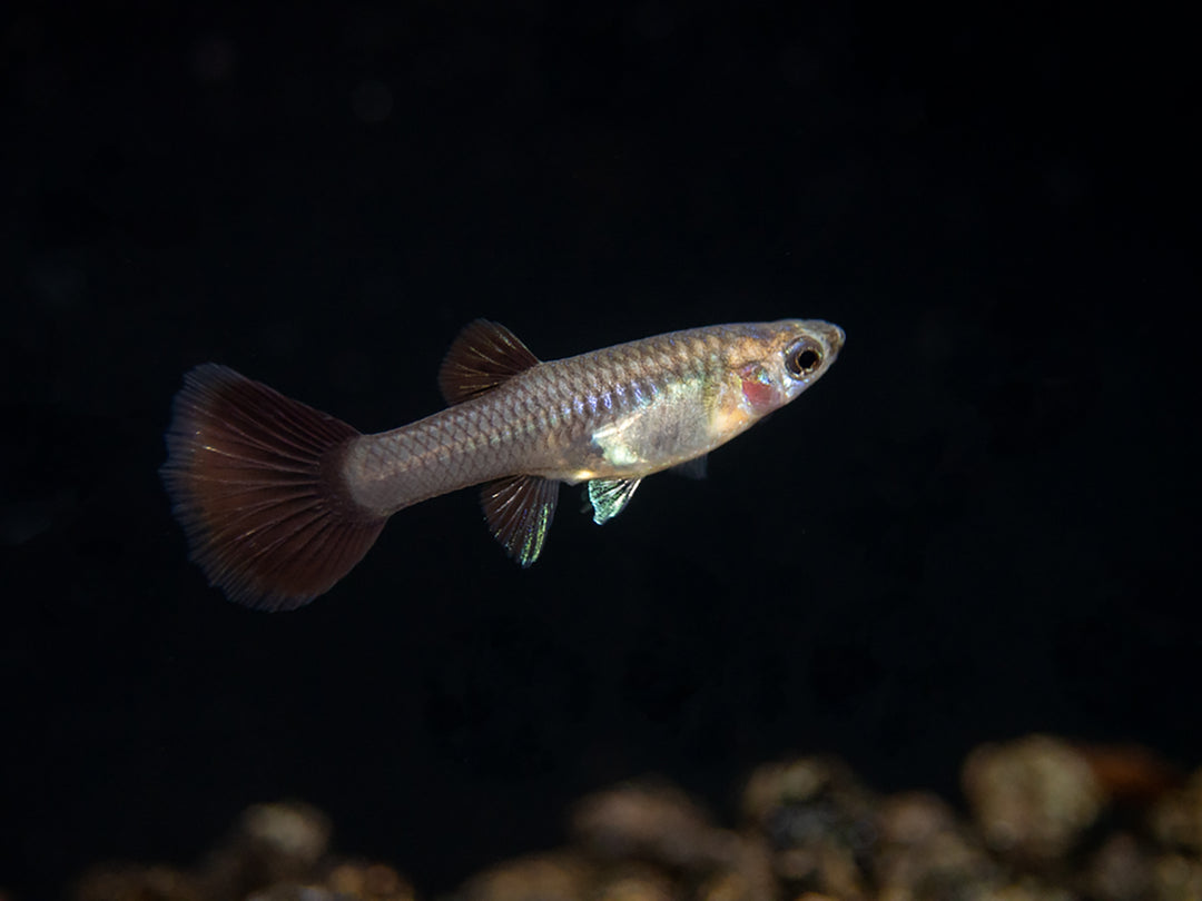 Black Metal Snakeskin Guppy (Poecilia reticulata), Locally-Bred