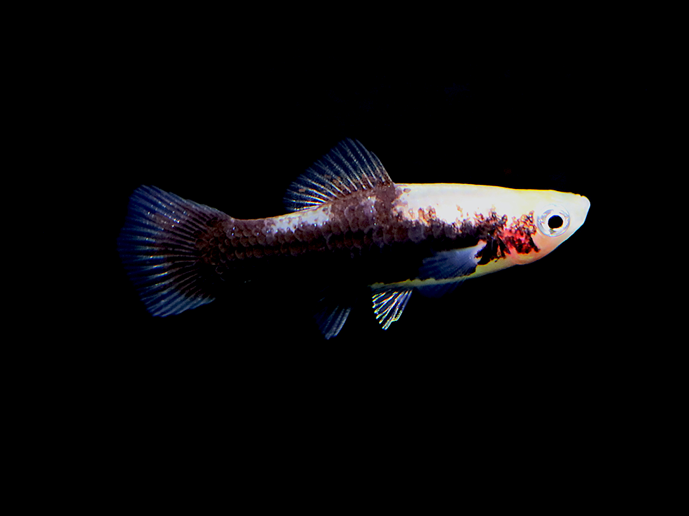 Tiger Swordtail (Xiphophorus hellerii) – Tank Bred