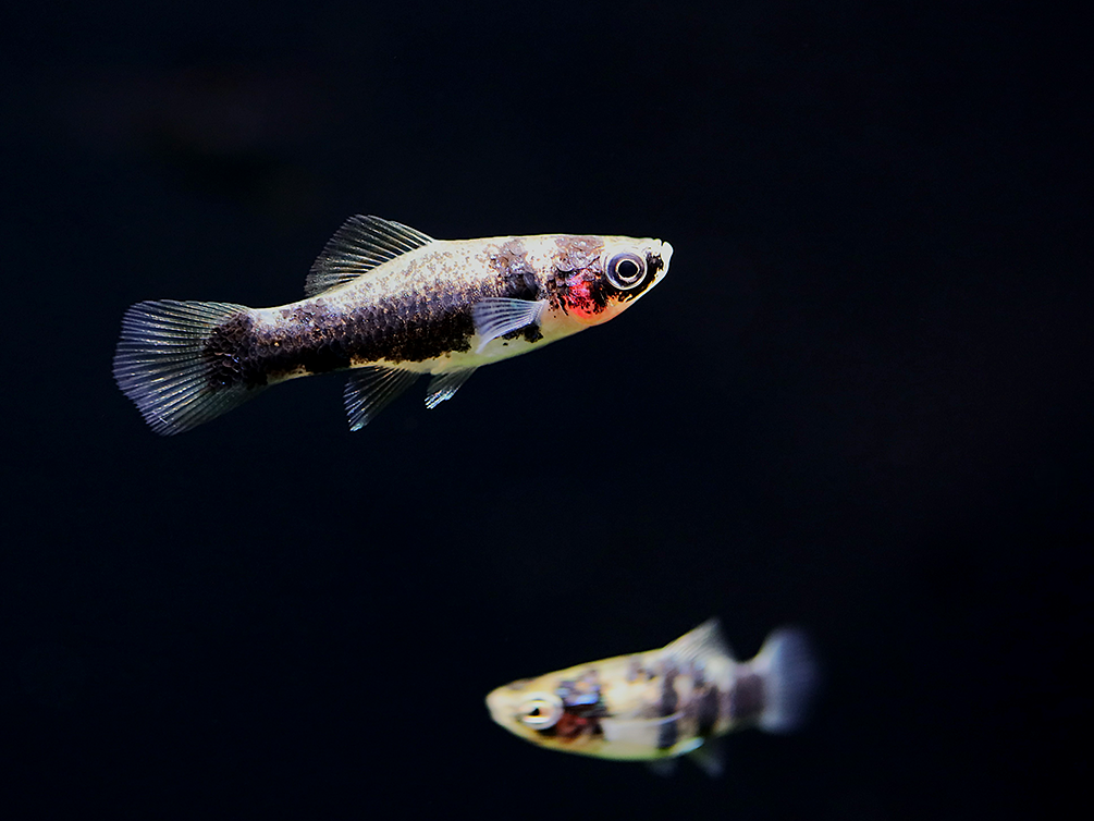 Tiger Swordtail (Xiphophorus hellerii) – Tank Bred