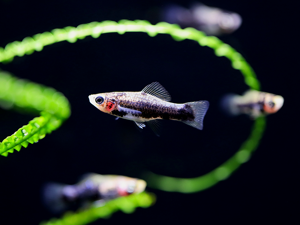 Tiger Swordtail (Xiphophorus hellerii) – Tank Bred