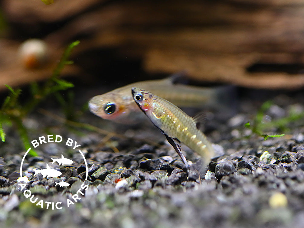 Black Chin Livebearer (Poeciliopsis prolifica) – Bred by Aquatic Arts