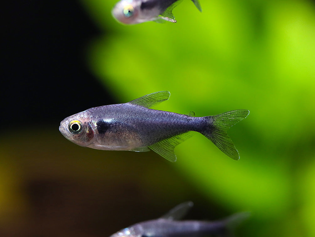 Black Diamond Neon Tetra (Paracheirodon innesi var. "Black Diamond") - Tank-Bred!