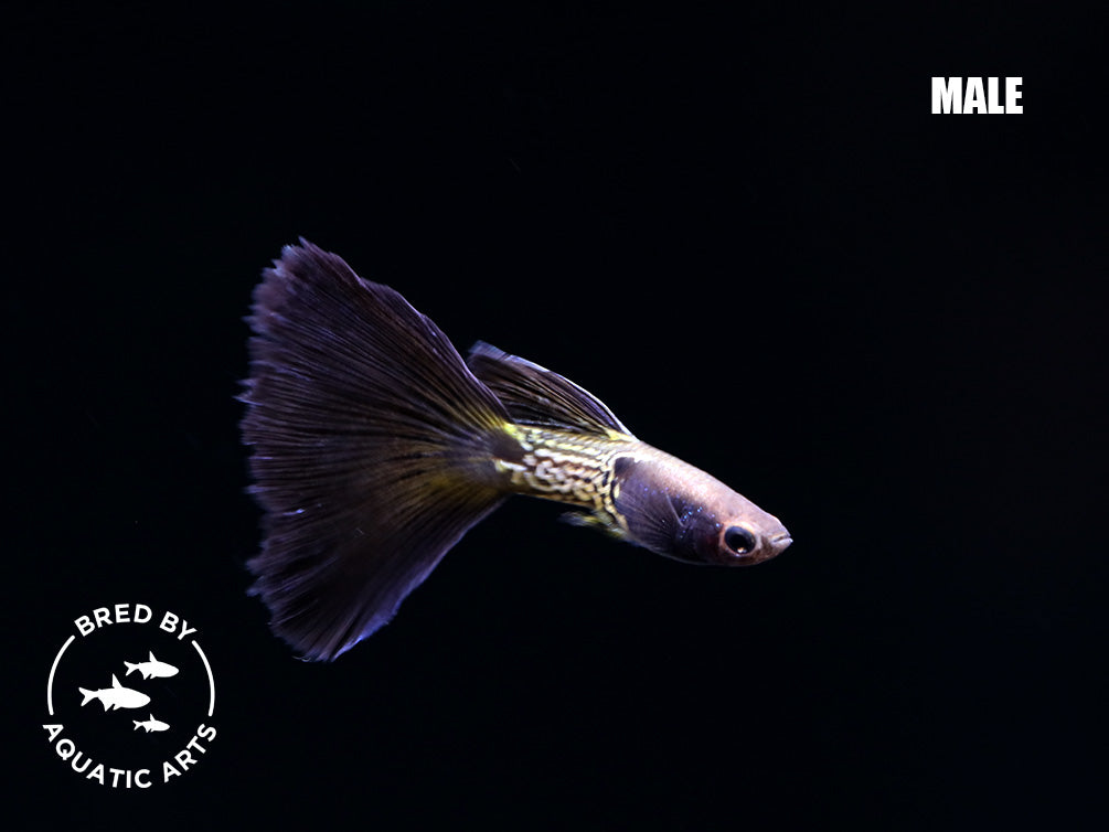 Black Metal Snakeskin Guppy (Poecilia reticulata), Bred by Aquatic Arts