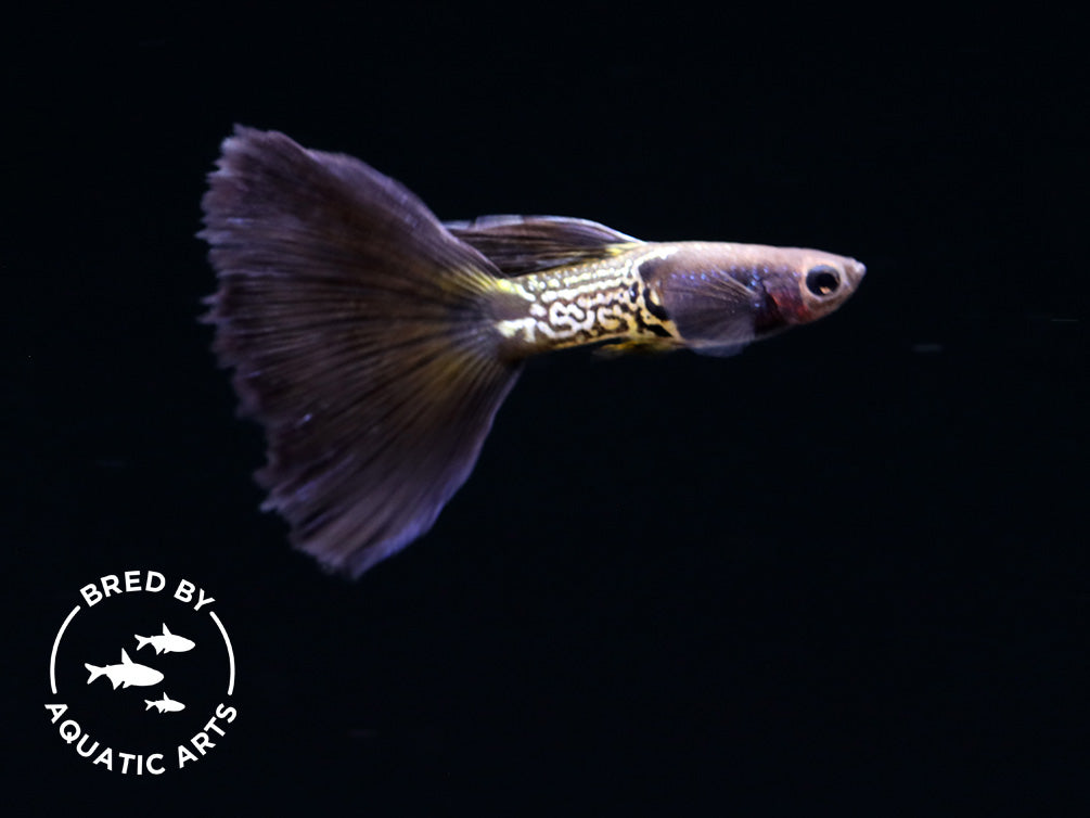 Black Metal Snakeskin Guppy (Poecilia reticulata), Bred by Aquatic Arts