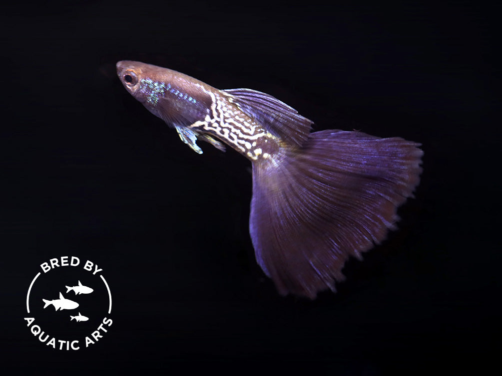 Black Metal Snakeskin Guppy (Poecilia reticulata), Bred by Aquatic Arts