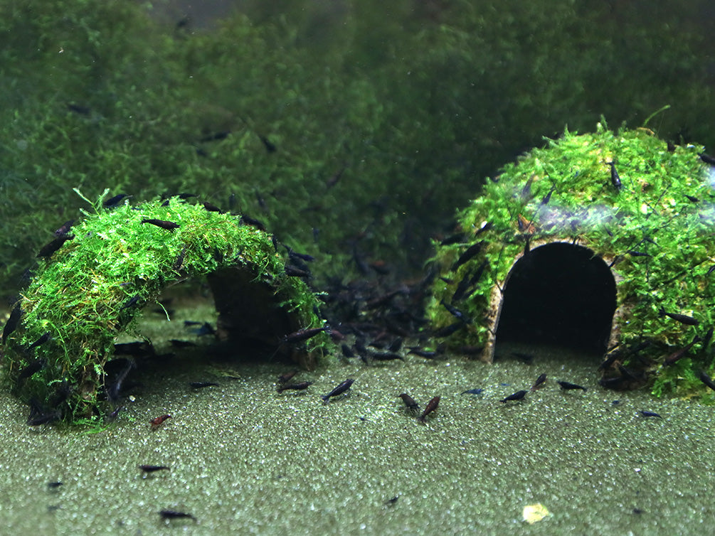 Neocaridina Shrimp, Buce, and Moss Combo Packs