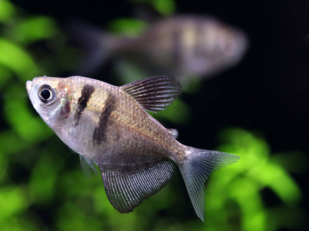 Long Finned Black Skirt AKA Black Widow Tetra (Gymnocorymbus ternetzi), Tank Bred