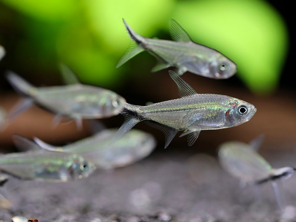 Blackline Tail Tetra (Moenkhausia costae) – Tank Bred