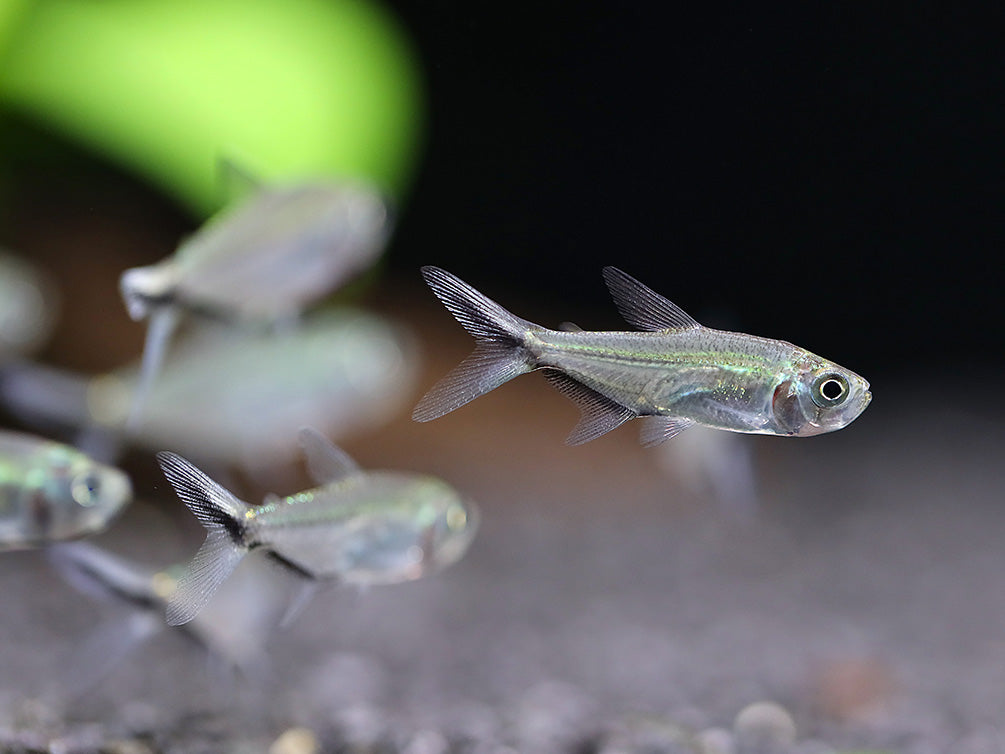 Blackline Tail Tetra (Moenkhausia costae) – Tank Bred