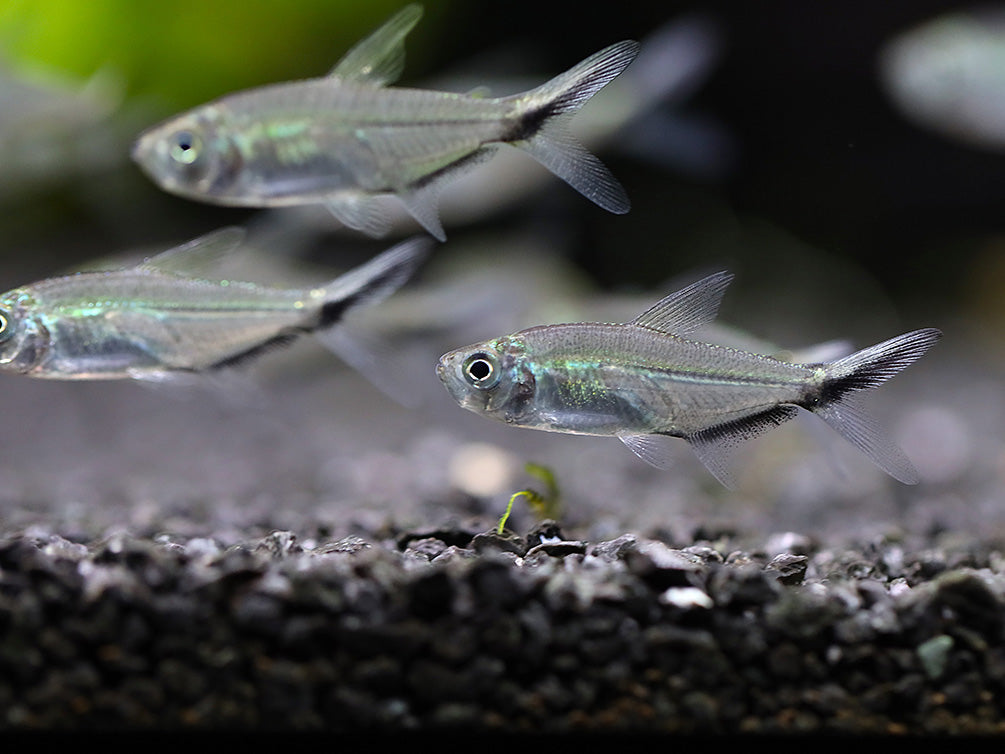 Blackline Tail Tetra (Moenkhausia costae) – Tank Bred