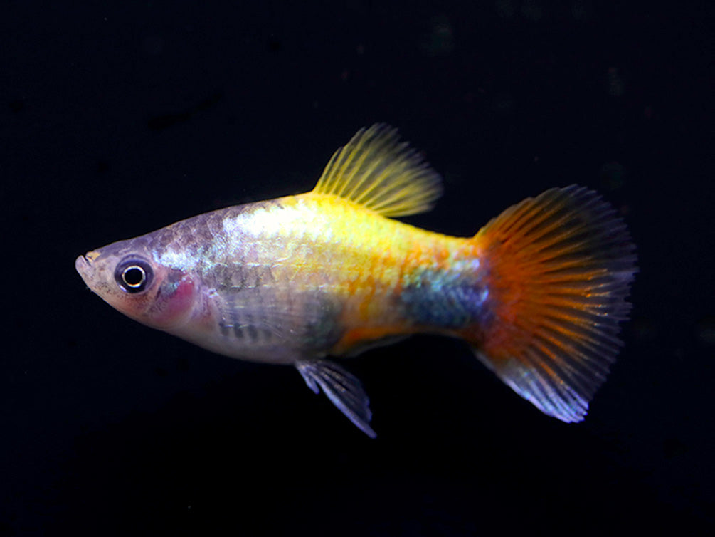 Blue Butterfly Platies aka Blue Butterfly Mickey Mouse Platy (Xiphophorus maculatus) –  Tank Bred