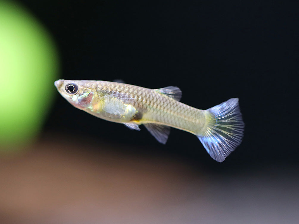 Blue Cobra Guppy (Poecilia reticulata) – Tank Bred
