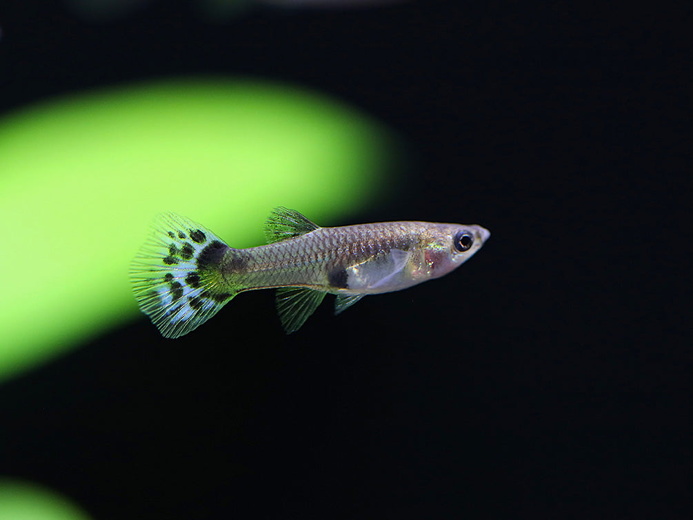 Blue Cobra Guppy (Poecilia reticulata) – Tank Bred