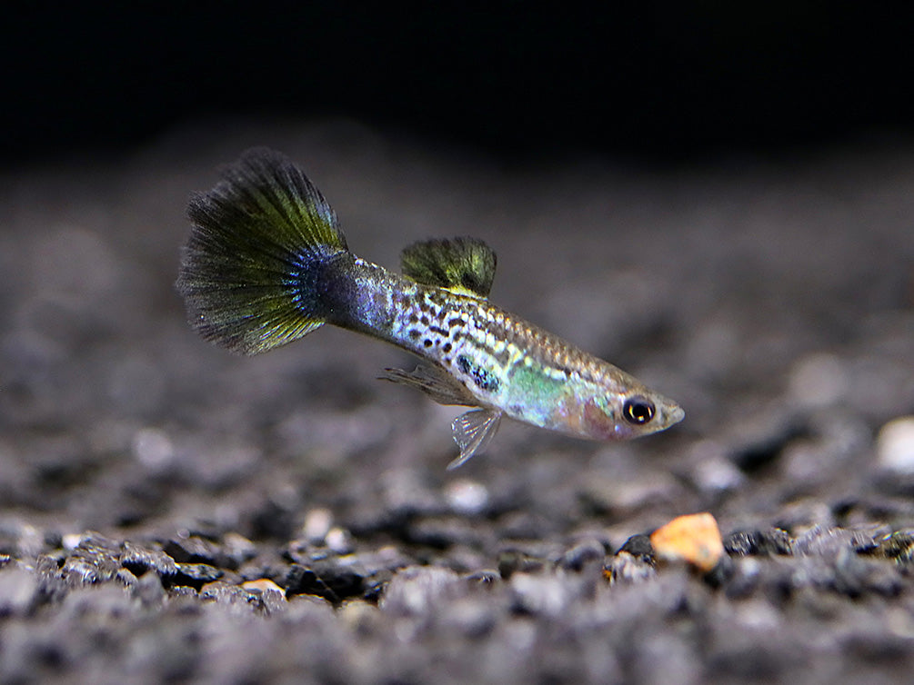 Blue Cobra Guppy (Poecilia reticulata) – Tank Bred