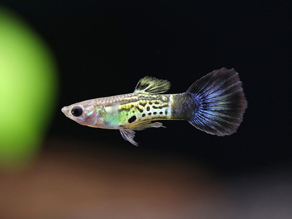 Blue Cobra Guppy (Poecilia reticulata) – Tank Bred