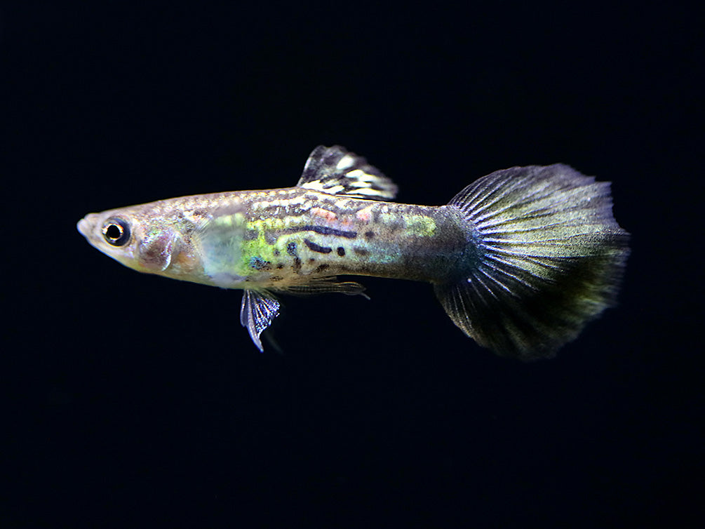 Blue Cobra Guppy (Poecilia reticulata) – Tank Bred