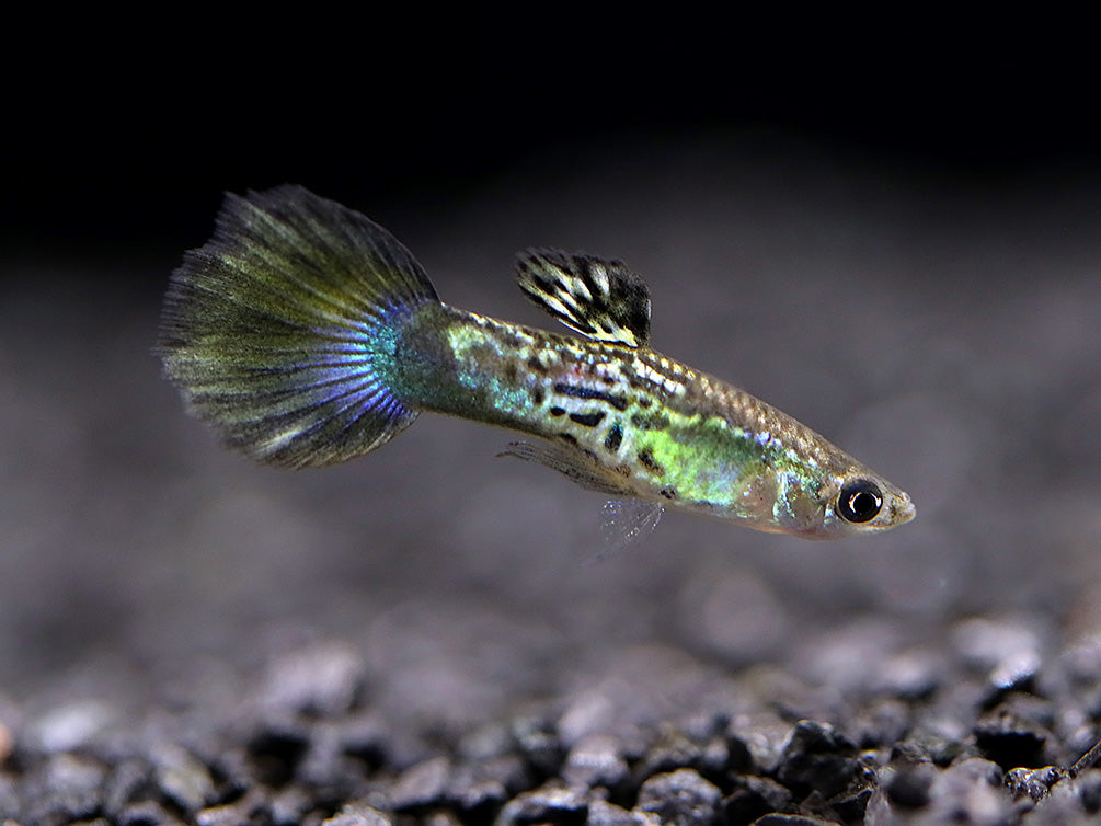 Blue Cobra Guppy (Poecilia reticulata) – Tank Bred