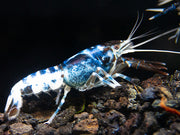 Blue Dragon Crayfish (Procambarus clarkii “Blue Dragon"), Tank-Bred
